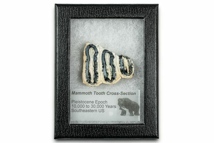 Mammoth Molar Slice With Case - South Carolina #335157